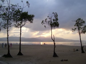 Trees at the Chidiyattapu beach