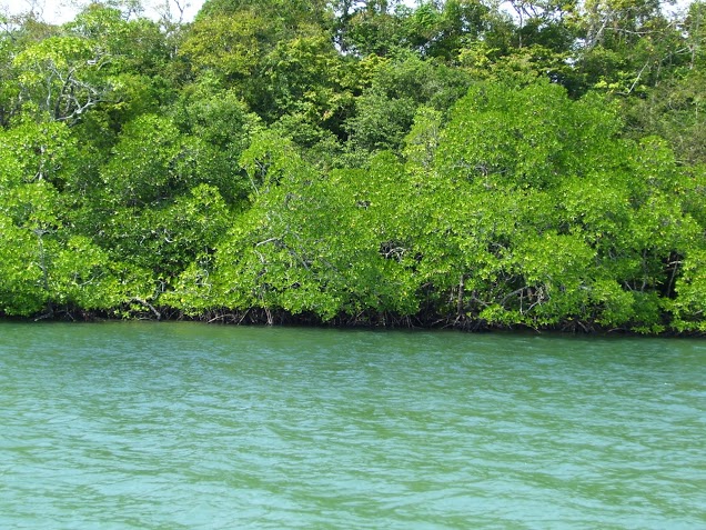mangrove forest andaman