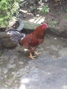 MaliniSekhar-Chicken