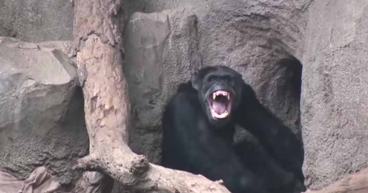 Violent-chimp