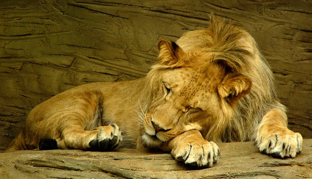 lion-sleeping