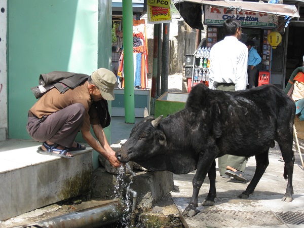 A cow drinking water from a tap in Rishikesh. Photo credit: Malini Shekhar.