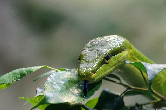 Green Snake Viper