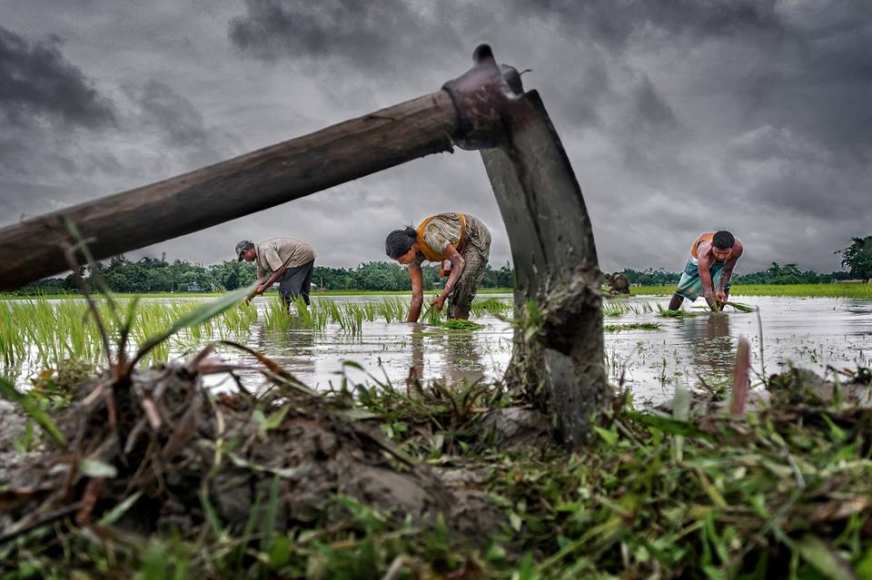 Grand Prize Winner. "Paddy Cultivation," by Sujan Sarkar of India. 