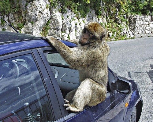 monkey car