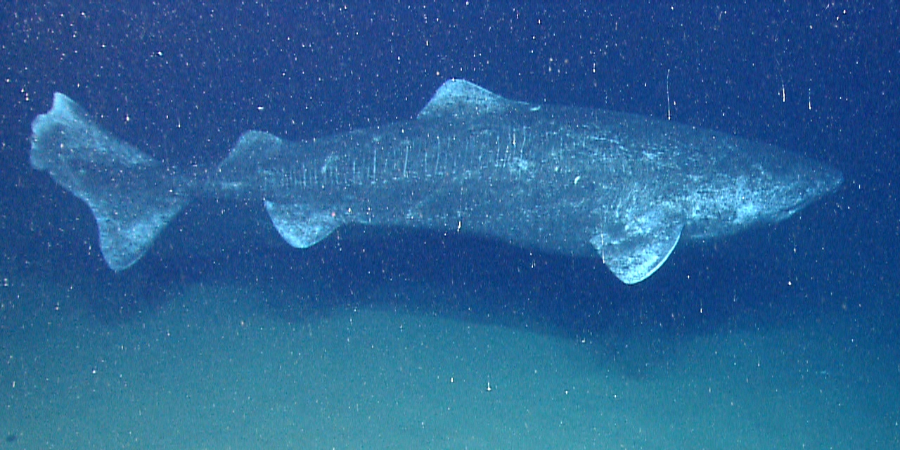 A Greenland Shark (Courtesy of Wikimedia)