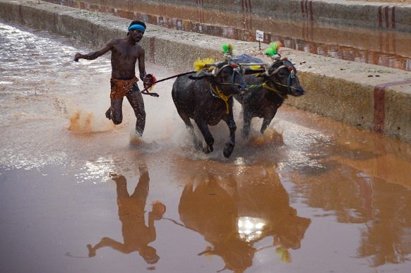 "A pair of buffaloes making a last-ditch effort to stay ahead at the Kambala in Puttur, Karnataka, "