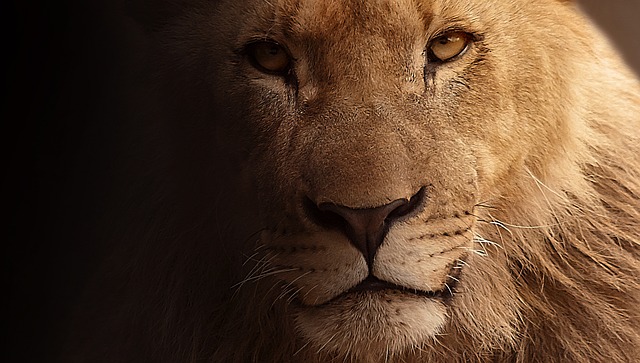 lion among 23,000 species at risk of going extinct - the