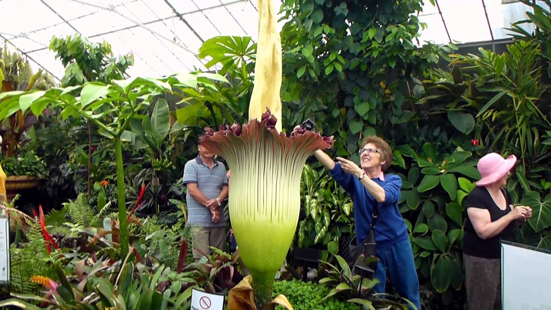 in india release fallen world kingdom jurassic of with Arum largest Titan smell rotting Worldâ€™s flower