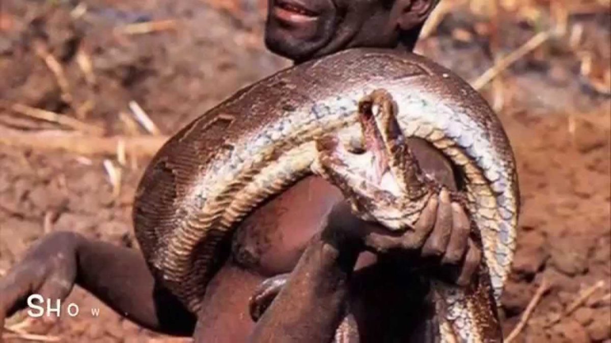 Two tribesmen from India get a job in Florida: catch pythons - The ...