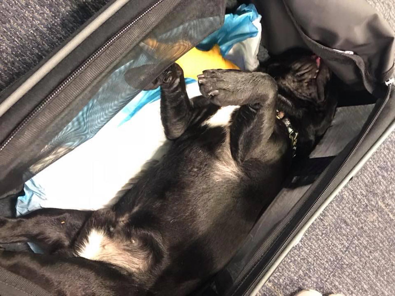Dog dies of suffocation after United 